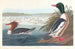 Harle bièvre - John James Audubon — näkymä teoksesta
