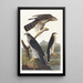 Autour des palombes - John James Audubon — kehystetty taideteos seinällä