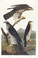 Autour des palombes - John James Audubon — näkymä teoksesta