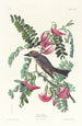 Tyran gris - John James Audubon — näkymä teoksesta