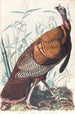 Grand coq américain - John James Audubon — näkymä teoksesta