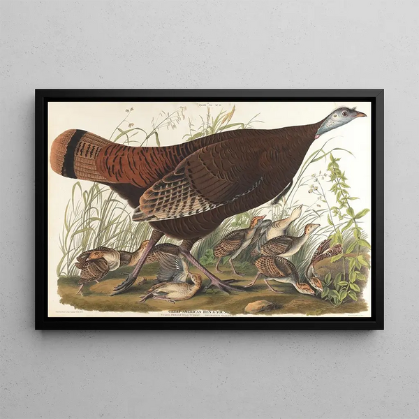Suuri amerikkalainen kana, nuori - John James Audubon — kehystetty taideteos seinällä