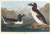 Suurpingviini - John James Audubon — näkymä teoksesta