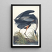 Grand héron bleu - John James Audubon — kehystetty taideteos seinällä