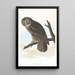 Grand-duc cendré - John James Audubon — kehystetty taideteos seinällä