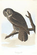 Grand-duc cendré - John James Audubon — näkymä teoksesta