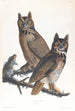 Grand-duc d'Amérique - John James Audubon — näkymä teoksesta
