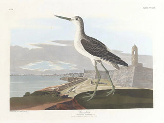 Barge à queue noire - John James Audubon — näkymä teoksesta