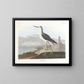 Barge à queue noire - John James Audubon — kehystetty taideteos seinällä