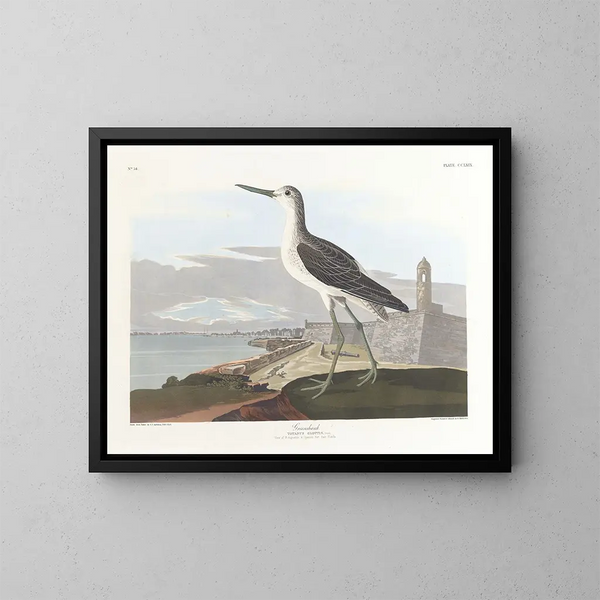 Barge à queue noire - John James Audubon — kehystetty taideteos seinällä