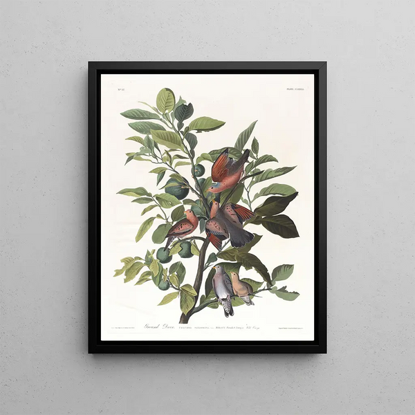 John James Audubon - Ground dove.webp