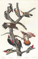 Pic chevelu Pic à ventre rouge Pic à ailes rouges Pic de Lewis Pic à poitrine rouge - John James Audubon — näkymä teoksesta