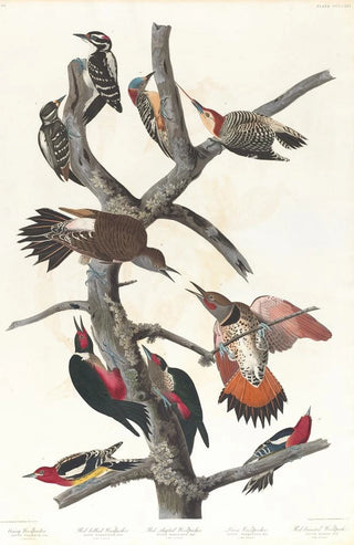 John James Audubon - Hairy woodpecker Redbellied woodpecker Redshafted woodpecker Lewis woodpecker Redbreasted woodpecker.webp