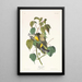 Paruline des pruches - John James Audubon — kehystetty taideteos seinällä