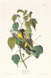 Paruline des pruches - John James Audubon — näkymä teoksesta