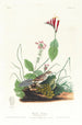Bruant de Henslow - John James Audubon — näkymä teoksesta