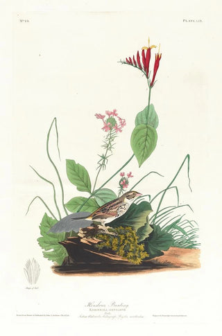 John James Audubon - Henslows bunting.webp