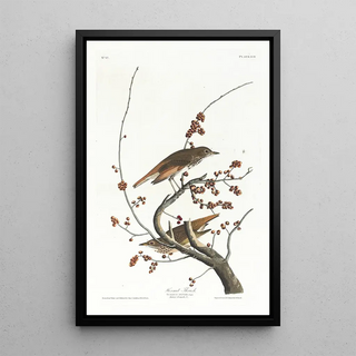 John James Audubon - Hermit thrush.webp