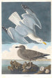 Goéland argenté - John James Audubon — näkymä teoksesta