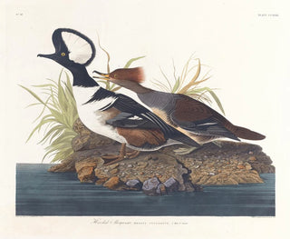 John James Audubon - Hooded merganser.webp
