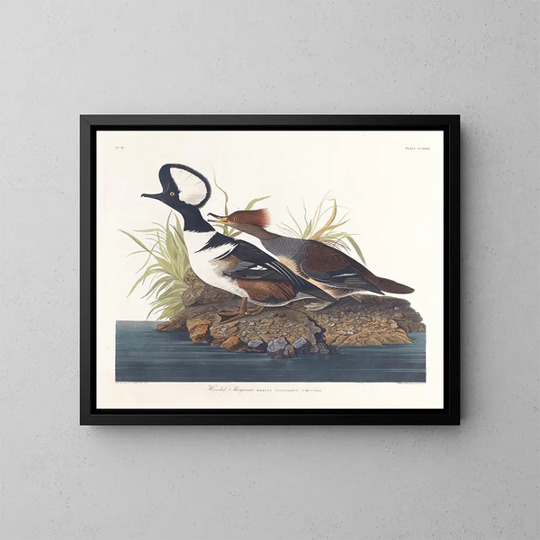 Canard huppé - John James Audubon — kehystetty taideteos seinällä