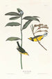 Paruline à capuchon - John James Audubon — näkymä teoksesta