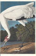 Grue blanche - John James Audubon — näkymä teoksesta