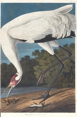 John James Audubon - Hooping crane.webp