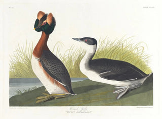 John James Audubon - Horned grebe.webp