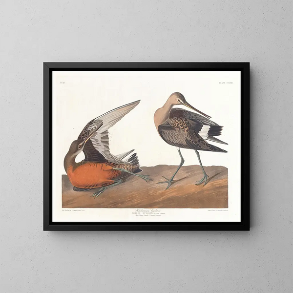 Barge hudsonienne - John James Audubon — kehystetty taideteos seinällä