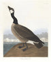 Bernache nonnette de Hutchins - John James Audubon — näkymä teoksesta