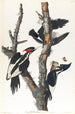 Pic à bec ivoire - John James Audubon — näkymä teoksesta