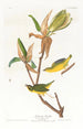 Paruline du Kentucky - John James Audubon — näkymä teoksesta