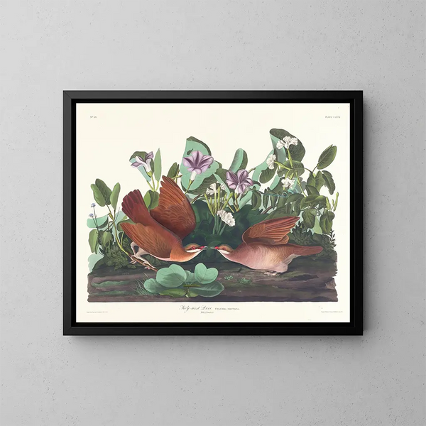 Colombe de Key West - John James Audubon — kehystetty taideteos seinällä