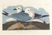 Mouette tridactyle - John James Audubon — näkymä teoksesta
