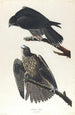 Faucon du Labrador - John James Audubon — näkymä teoksesta