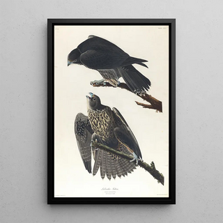 John James Audubon - Labrador falcon.webp
