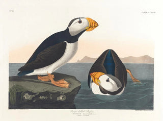 John James Audubon - Largebilled puffin.webp