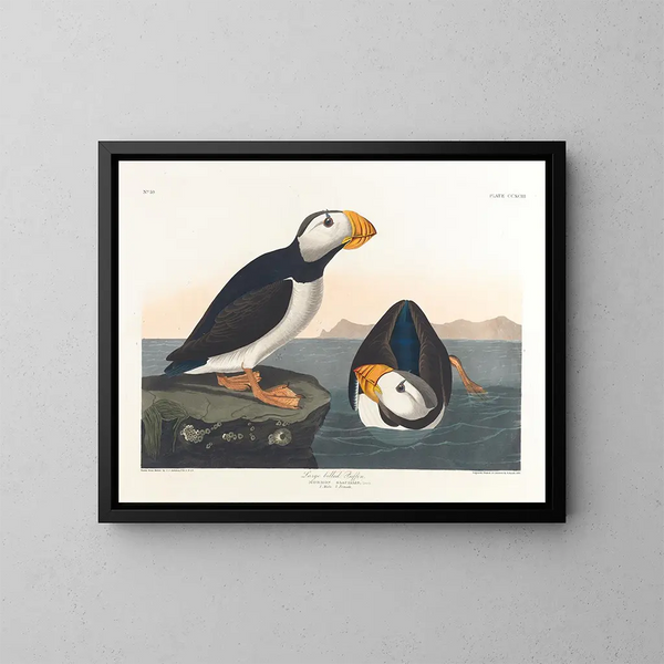 Puffin à gros bec - John James Audubon — kehystetty taideteos seinällä