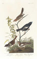 Bruant des prés Bruant des prairies Moineau chanteur brun - John James Audubon — näkymä teoksesta