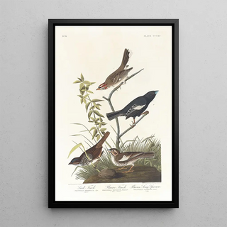 John James Audubon - Lark finch Prairie finch Brown song sparrow.webp