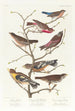 Bruant lazuli Bouvreuil à cou cramoisi Linotte à couronne grise Vacher gros-bec de soirée Plectrophane brun - John James Audubon — näkymä teoksesta