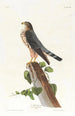 Le petit caporal - John James Audubon — näkymä teoksesta