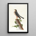 Le petit caporal - John James Audubon — kehystetty taideteos seinällä