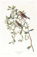 Sizerin flammé - John James Audubon — näkymä teoksesta