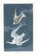 Sterne naine - John James Audubon — näkymä teoksesta