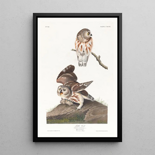 John James Audubon - Little owl.webp