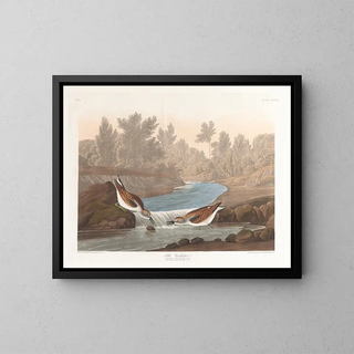 John James Audubon - Little sandpiper.webp