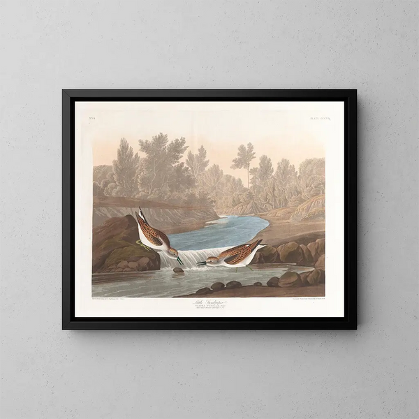 Petit bécasseau - John James Audubon — kehystetty taideteos seinällä