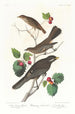 Grive fauve - John James Audubon — näkymä teoksesta